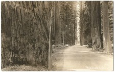 California Redwood Highway & Early Automobile RPPC Real Photo Postcard c.1920's